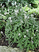 TIARELLA SPRING SYMPHONY