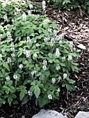 TIARELLA SPRING SYMPHONY