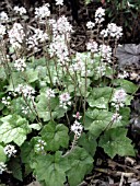 TIARELLA TIGER STRIPE