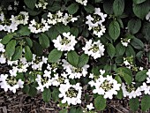 VIBURNUM PLICATUM SUMMER SNOWFLAKE