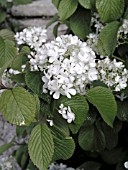 VIBURNUM PLICATUM TOMENTOSUM NEWPORT