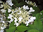 VIBURNUM PLICATUM MARIESII