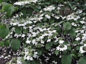 VIBURNUM PLICATUM SHASTA