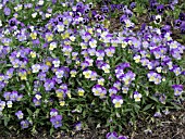 VIOLA SPLENDID BLUE AND YELLOW