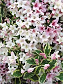 WEIGELA FLORIDA VARIEGATA