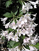 WEIGELA FLORIDA WHITE KNIGHT