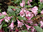 WEIGELA MINUET