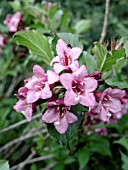 WEIGELA RUMBA