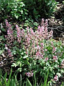 XHEUCHERELLA VIKING SHIP