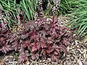 XHEUCHERELLA BURNISHED BRONZE