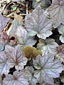 XHEUCHERELLA QUICKSILVER