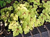 XHEUCHERELLA SUNSPOT