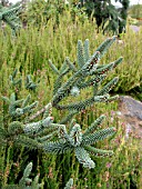 ABIES PINSAPO GLAUCA LEAF DETAIL