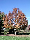 ACER RUBRUM NORTHWOOD