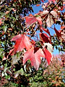 ACER RUBRUM SUN VALLEY, (AUTUMN LEAF COLOUR)