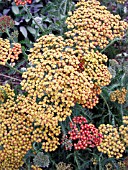 ACHILLEA TERRA COTTA