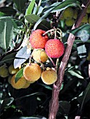 ARBUTUS UNEDO COMPACTA