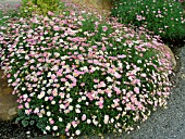 ARGYRANTHEMUM TWINKLE LIGHT PINK