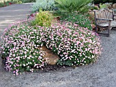 ARGYRANTHEMUM TWINKLE LIGHT PINK