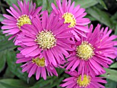 ASTER BAHAMAS