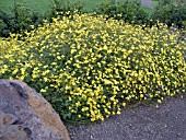 BIDENS FERULIFOLIA