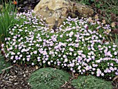 BRACHYCOME IBERIDIFOLIA