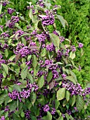 CALLICARPA BODINIERI PROFUSION