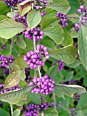 CALLICARPA BODINIERI PROFUSION