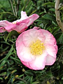 CAMELLIA SASANQUA APPLE BLOSSOM