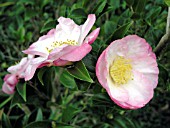 CAMELLIA SASANQUA APPLE BLOSSOM