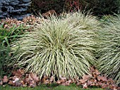 CAREX MORROWII VARIEGATA