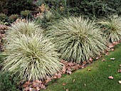 CAREX MORROWII VARIEGATA