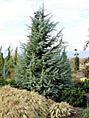 CEDRUS DEODARA BUSHS ELECTRA