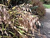 CHASMANTHIUM LATIFOLIUM