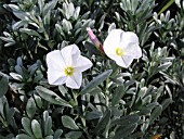 CONVOLVULUS CNEORUM,  SILVERBUSH,  AGM.