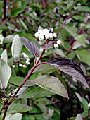 CORNUS ALBA SIBIRICA