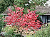 CORNUS FLORIDA AUTUMN COLOR