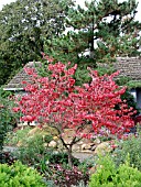 CORNUS FLORIDA AUTUMN COLOR