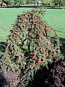 COTONEASTER APICULATUS ON STANDARD