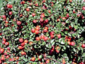 COTONEASTER APICULATUS