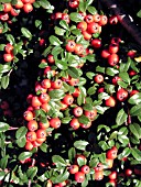 COTONEASTER DAMMERI CORAL BEAUTY