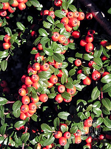 COTONEASTER_DAMMERI_CORAL_BEAUTY