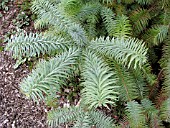 CUNNINGHAMIA LANCEOLATA GLAUCA LEAF DETAIL