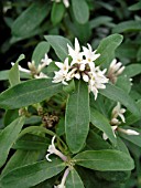 DAPHNE CAUCASICA