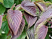 DAVIDIA INVOLUCRATA AUTUMN LEAF COLOR