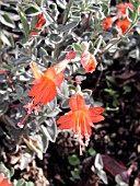 EPILOBIUM CANUM CALISTOGA