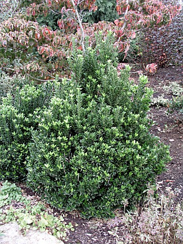 EUONYMUS_JAPONICA_MICROPHYLLA