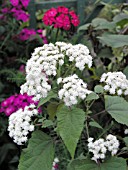 EUPATORIUM RUGOSUM CHOCOLATE