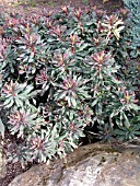 EUPHORBIA AMYGDALOIDES RUBRA