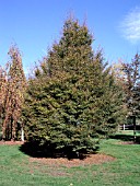 FAGUS SYLVATICA ASPLENIFOLIA